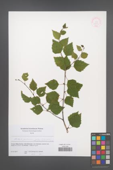 Betula pubescens [KOR 52384]