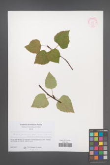 Betula pubescens [KOR 52383]