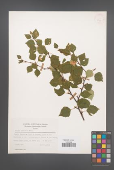 Betula pubescens [KOR 25333]