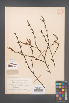 Betula pubescens [KOR 12234]