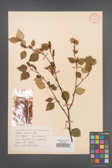 Betula pubescens [KOR 12224]