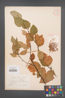 Betula pubescens [KOR 12232]