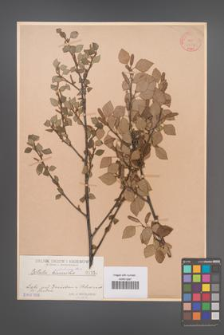 Betula pubescens [KOR 1357]