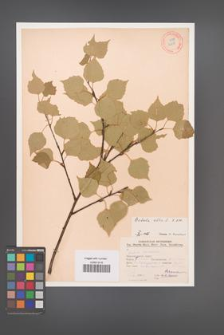 Betula alba [KOR 12235]