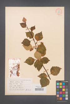Betula pubescens [KOR 12227]