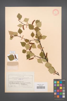Betula pubescens [KOR 12080]