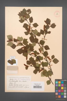 Betula pubescens [KOR 12293]
