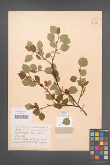 Betula pubescens [KOR 12292]
