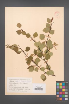 Betula pubescens [KOR 12291]