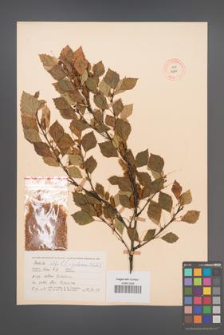 Betula pubescens [KOR 12294]