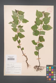 Betula pubescens [KOR 12072]