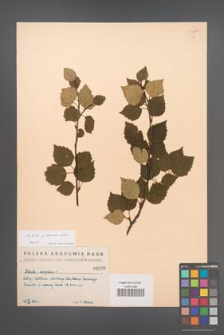 Betula pubescens [KOR 54328]