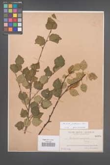 Betula pubescens [KOR 99]