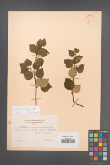 Betula pubescens [KOR 9066]