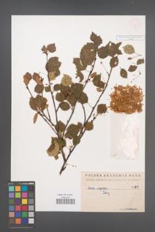 Betula carpatica [KOR 100]