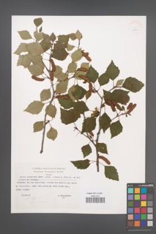 Betula pubescens [KOR 32790]