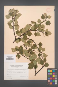 Betula pubescens [KOR 48121]