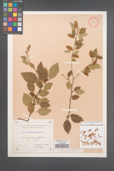 Betula raddeana [KOR 12264]