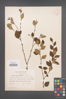 Betula schmidtii [KOR 12269]