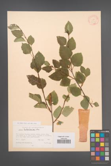 Betula turkestanica [KOR 12335]