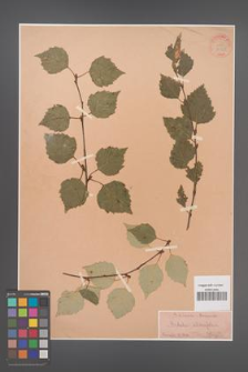 Betula ulmifolia [KOR 33868]