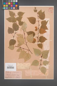 Betula ulmifolia [KOR 33867]