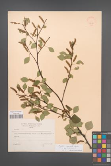 Betula ×aurata [KOR 48072]