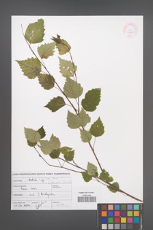 Betula ×aurata [KOR 46938]