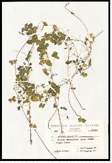 Oxalis stricta L.