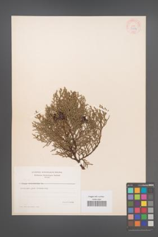 Biota orientalis [KOR 37259]