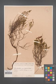 Bruckenthalia spiculifolia [KOR 12309]