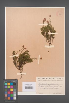Bruckenthalia spiculifolia [KOR 12307]