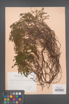 Bruckenthalia spiculifolia [KOR 30097]
