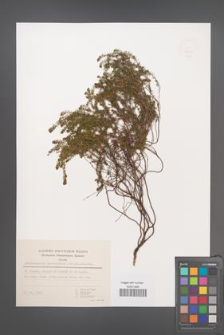 Bruckenthalia spiculifolia [KOR 49204]