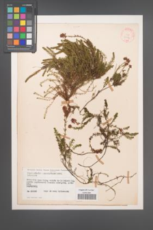 Bruckenthalia spiculifolia [KOR 27866]