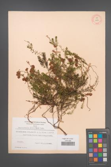 Bruckenthalia spiculifolia [KOR 12306]