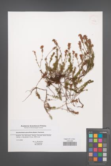 Bruckenthalia spiculifolia [KOR 43686]