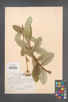 Bupleurum fruticosum [KOR 21211]