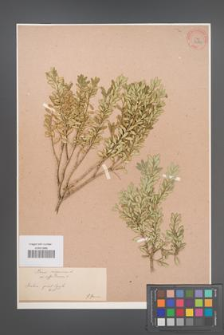 Buxus sempervirens [KOR 33890]
