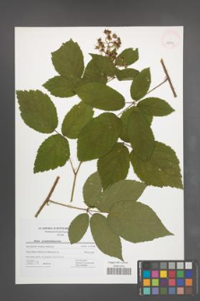 Rubus pseudosiemianicensis [KOR 42708]
