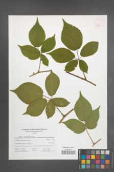 Rubus pseudosiemianicensis [KOR 41659]
