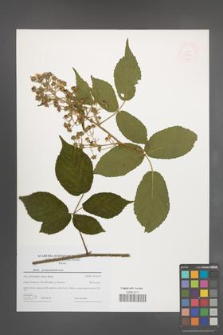 Rubus pseudosiemianicensis [KOR 49084]