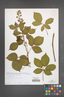 Rubus pyramidalis [KOR 52132]