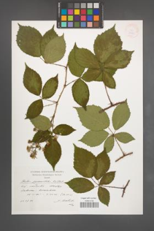 Rubus pyramidalis [KOR 38269]