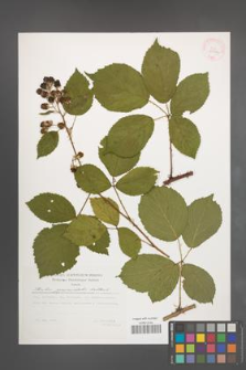 Rubus pyramidalis [KOR 29792]