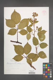 Rubus pyramidalis [KOR 54320]