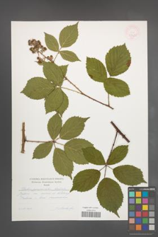 Rubus pyramidalis [KOR 47480]