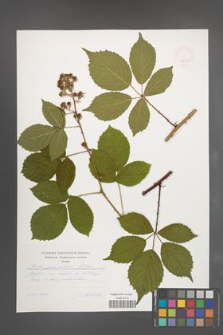 Rubus pyramidalis [KOR 47481]