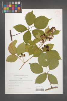 Rubus pyramidalis [KOR 32429]