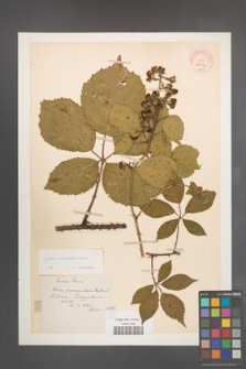 Rubus pyramidalis [KOR 10954]